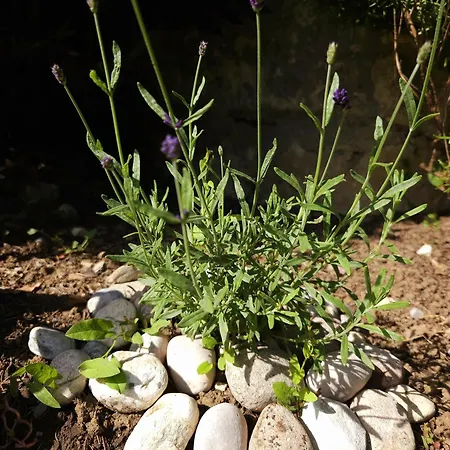 Apartma Lavanda Vremski Britof Buitenkant foto