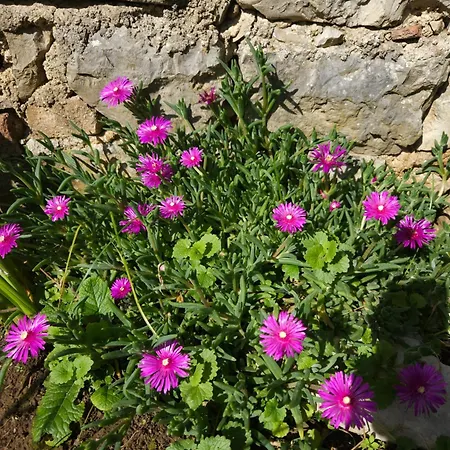 Apartma Lavanda Vremski Britof Buitenkant foto