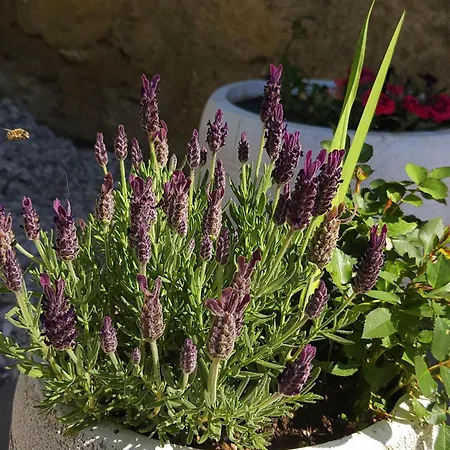 Apartma Lavanda Vremski Britof Buitenkant foto