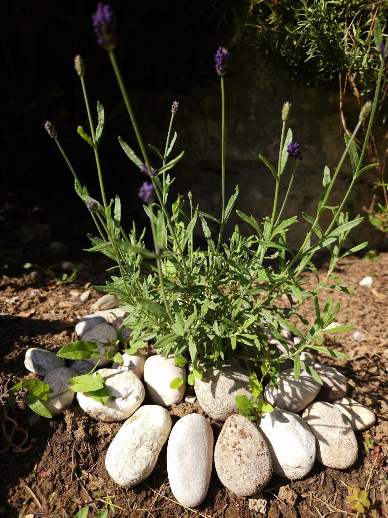 Apartma Lavanda * Vremski Britof