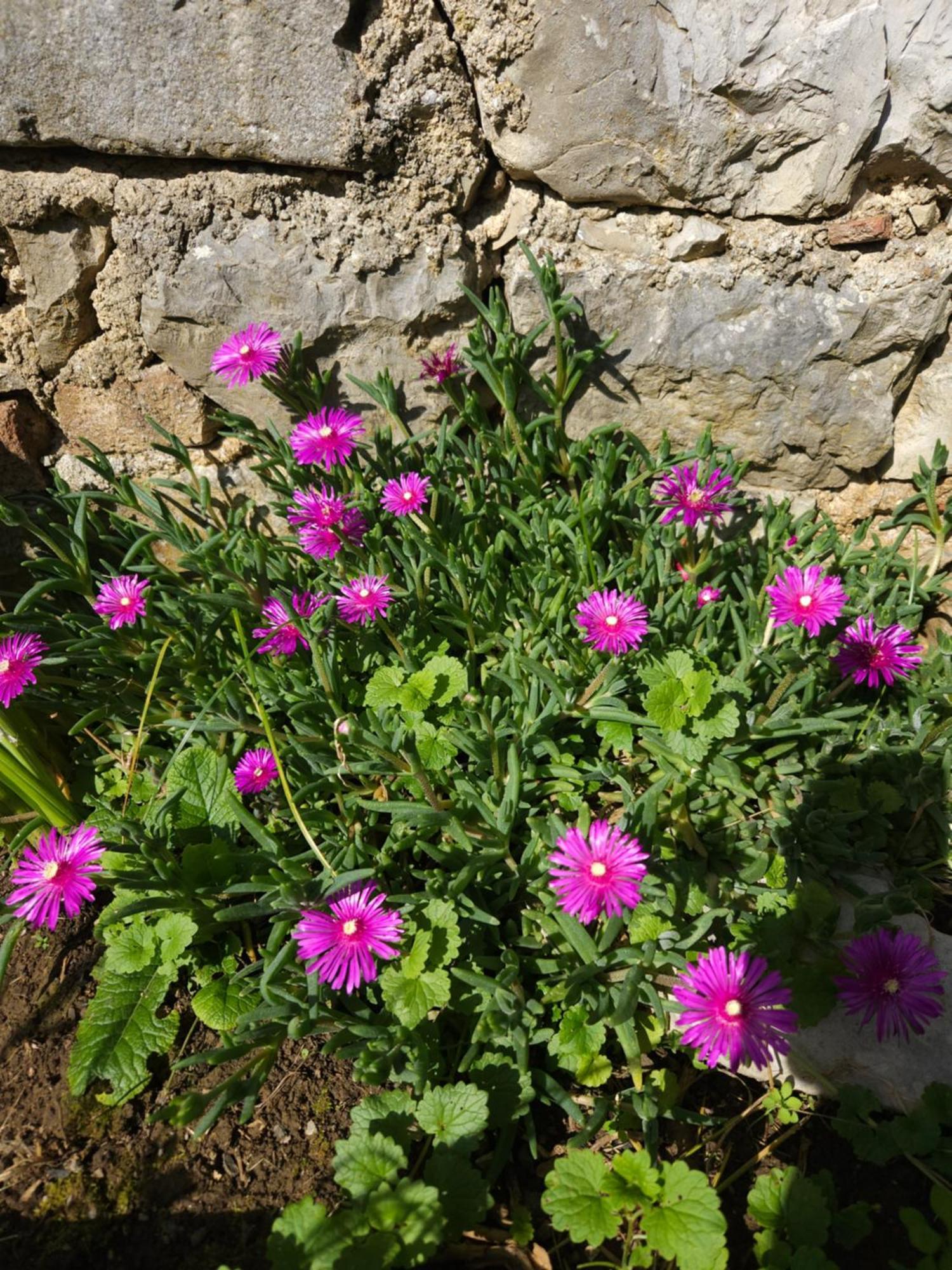 Apartma Lavanda