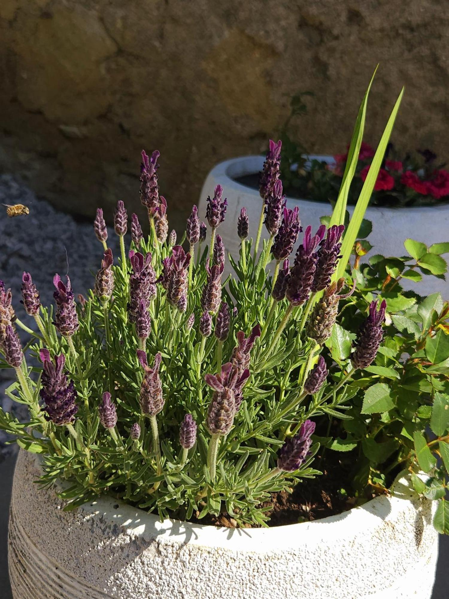 Apartma Lavanda Ferienhaus