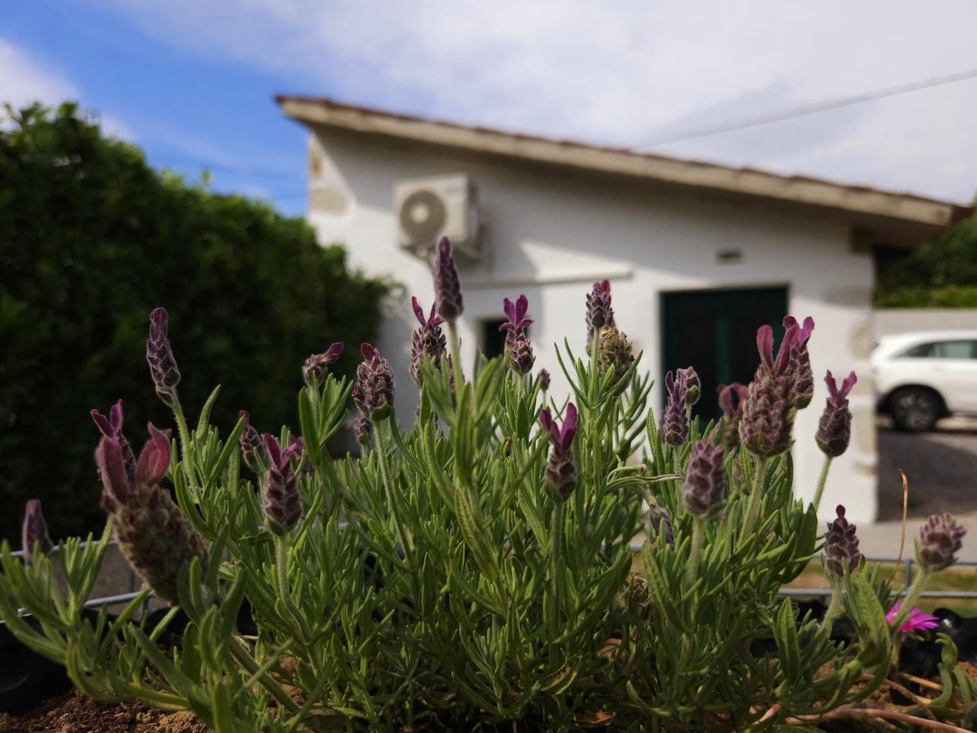 Apartma Lavanda